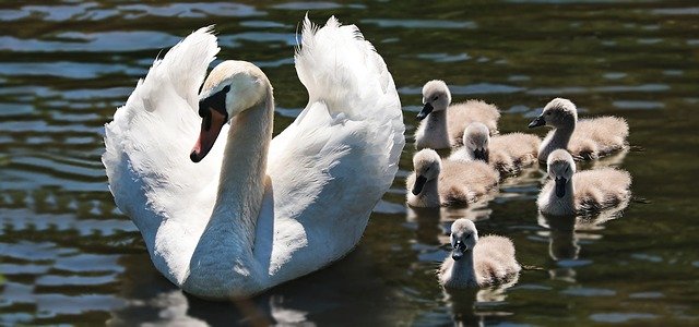 Scopri di più sull'articolo Famiglia