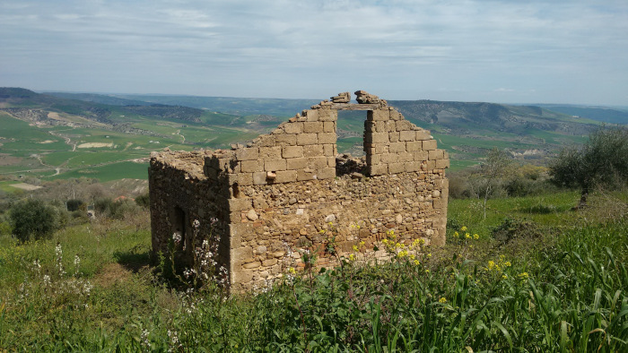 Grassano uno scorcio della mia campagna, dove una casa senza tetto è stata invasa dalla natura per tornare a far parte di essa.