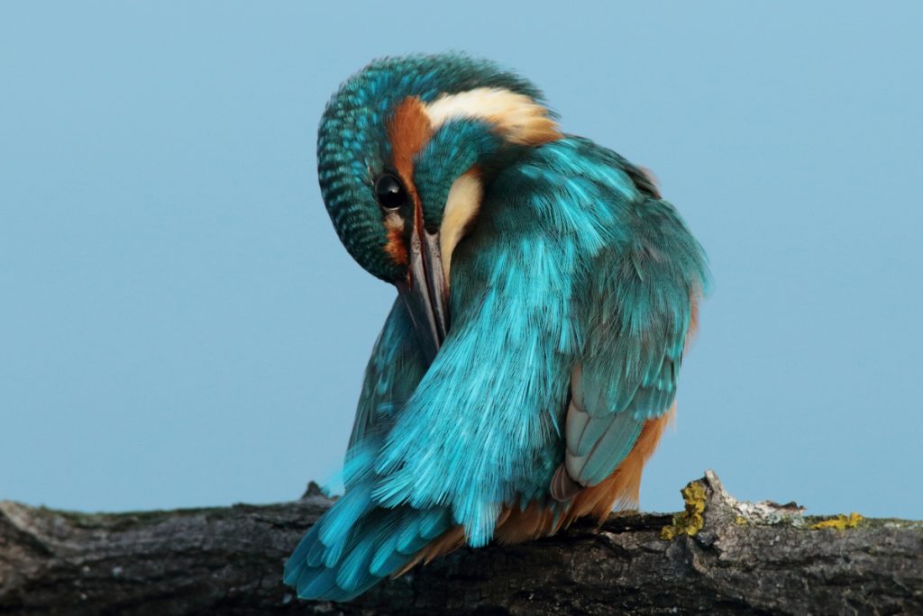 La Natura non abdica. Il Martin pescatore con le sue piume colorate con sfumature di blu guarda timidamente il fotografo