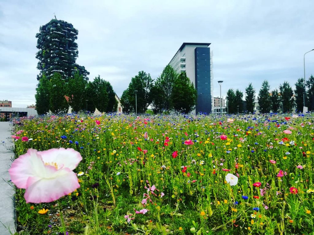 Un fiore in primo piano, un prato pieno di fiori e sullo sfondo c'è il bosco verticale