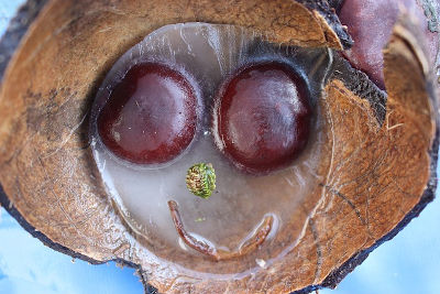 Due castagne dentro un tronco congelato come due occhi e un rametto a forma di bocca